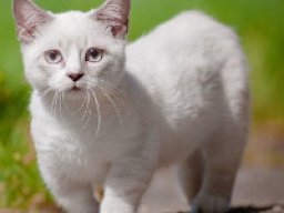 munchkin_20211211_1387207173